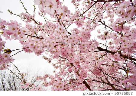 Overseas cherry blossoms with a dark color unlike Yoshino cherry tree Overseas cherry blossoms with a dark color unlike Yoshino cherry tree 90756097