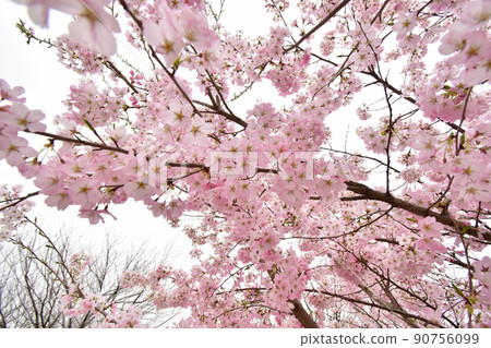 Overseas cherry blossoms with a dark color unlike Yoshino cherry tree 90756099