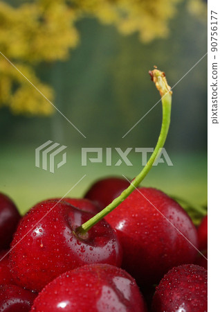 Cherry Fruits in basket with Nature Background Cherry Fruits in basket with Nature Background 90756177