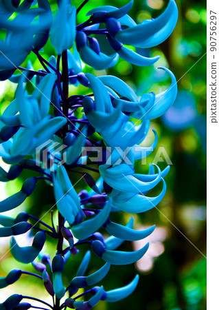 Flower of jade Flower of jade 90756297