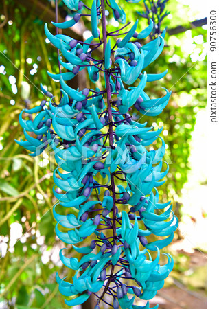 Flower of jade Flower of jade 90756300