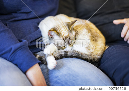 Cute sleeping cat in in good hands of owner. Concept pets and care 90756526