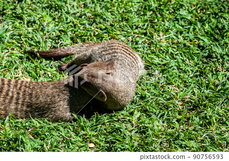 Banded Mongoose -Mungos mungo- being caring an playful Banded Mongoose -Mungos mungo- being caring an playful 90756593