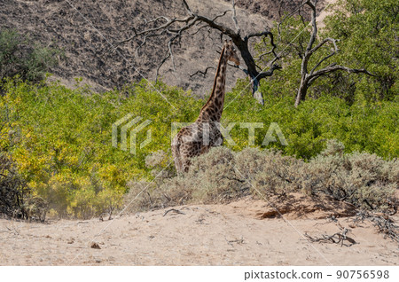 Solitary Giraffe in the Namibian Desert 90756598