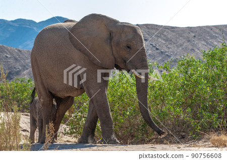 Closeup of a desert elephant in the Namibian Desert Closeup of a desert elephant in the Namibian Desert 90756608