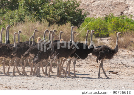 A group of Ostriches crossing a dirt road in Namibia 90756618