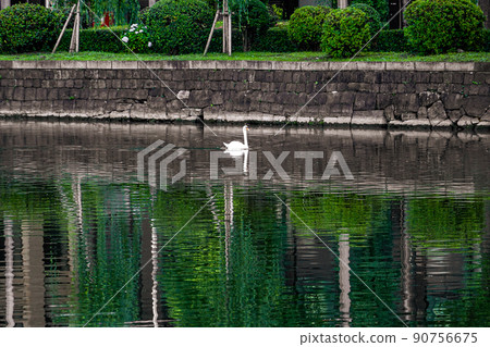 天鵝在皇居的護城河中自由游動（東京都千代田區） 90756675