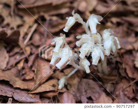 Monotropastrum humilis (Ginryusou) that grew in June Monotropastrum humilis (Ginryusou) that grew in June 90757297