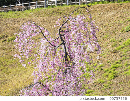 Weeping cherry tree on the south side of Mt. Komaki 90757556