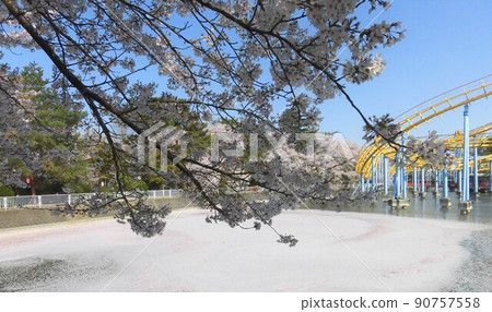 A pond and roller coaster filled with cherry blossoms and petals on a clear morning 90757558