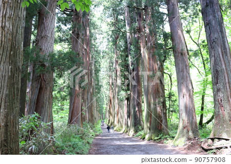 Togakushi Okusha的杉樹方法 90757908