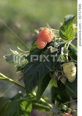 raspberry bush with ripe and unripe berries on natural blurred background. raspberry bush with ripe and unripe berries on natural blurred background. 90757986