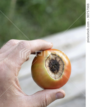 man hand holds tomato fruit damaged by black rot man hand holds tomato fruit damaged by black rot 90757988