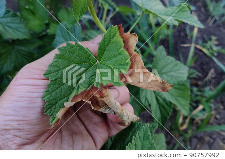 Bacterial burn of fruit trees is caused by pathogenic fungi and bacteria. Bacterial burn of fruit trees is caused by pathogenic fungi and bacteria. 90757992