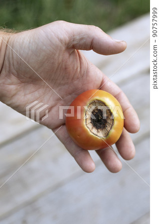 Cherry tomatoes affected by disease vertex rot in hand Cherry tomatoes affected by disease vertex rot in hand 90757999