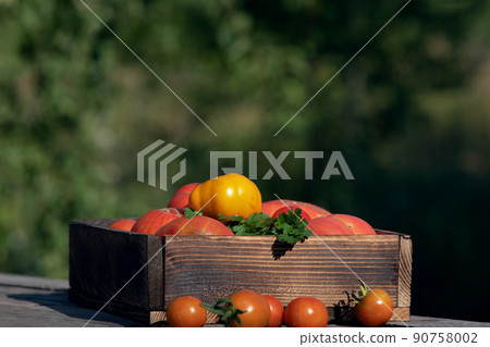 Ripe organic tomatoes fruit in farm garden. Ripe organic tomatoes fruit in farm garden. 90758002