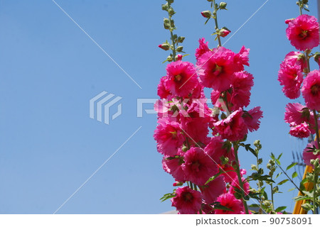 藍天和鮮花 90758091