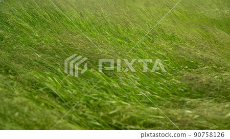 Green grass sways in the wind. Green field of grass. Green grass sways in the wind. Green field of grass. 90758126