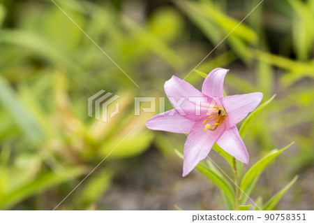 "Hime Sayuri colony" that grows naturally in Kitakata City, Fukushima Prefecture "Hime Sayuri colony" that grows naturally in Kitakata City, Fukushima Prefecture 90758351