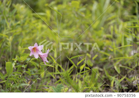 "Hime Sayuri colony" that grows naturally in Kitakata City, Fukushima Prefecture 90758356