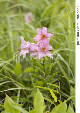 "Hime Sayuri colony" that grows naturally in Kitakata City, Fukushima Prefecture 90758358