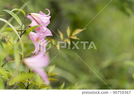 "Hime Sayuri colony" that grows naturally in Kitakata City, Fukushima Prefecture "Hime Sayuri colony" that grows naturally in Kitakata City, Fukushima Prefecture 90758367