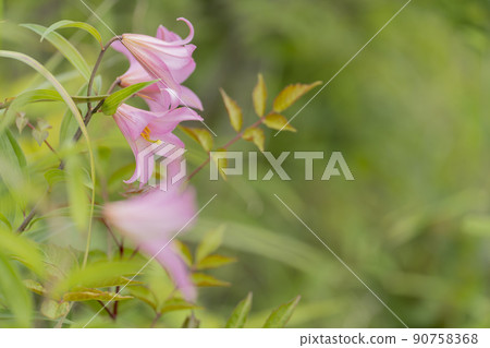 "Hime Sayuri colony" that grows naturally in Kitakata City, Fukushima Prefecture "Hime Sayuri colony" that grows naturally in Kitakata City, Fukushima Prefecture 90758368