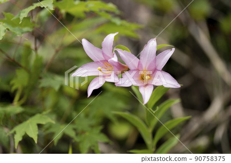 "Hime Sayuri colony" that grows naturally in Kitakata City, Fukushima Prefecture "Hime Sayuri colony" that grows naturally in Kitakata City, Fukushima Prefecture 90758375