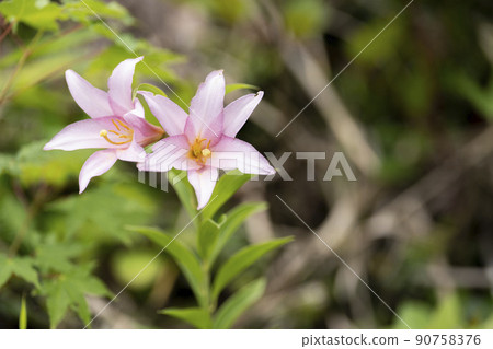 "Hime Sayuri colony" that grows naturally in Kitakata City, Fukushima Prefecture "Hime Sayuri colony" that grows naturally in Kitakata City, Fukushima Prefecture 90758376