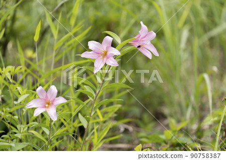 在福島縣喜多方市自然生長的“姬百合殖民地” 在福島縣喜多方市自然生長的“姬百合殖民地” 90758387