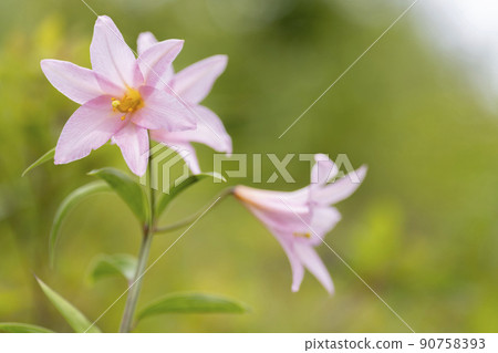 在福島縣喜多方市自然生長的“姬百合殖民地” 90758393