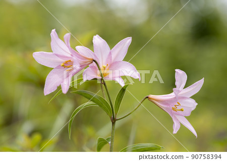 在福島縣喜多方市自然生長的“姬百合殖民地” 在福島縣喜多方市自然生長的“姬百合殖民地” 90758394