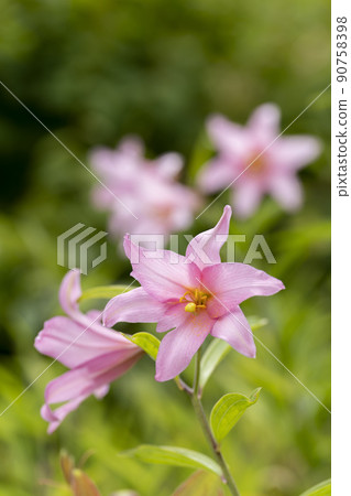 在福島縣喜多方市自然生長的“姬百合殖民地” 在福島縣喜多方市自然生長的“姬百合殖民地” 90758398