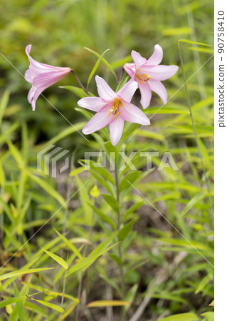 在福島縣喜多方市自然生長的“姬百合殖民地” 90758410