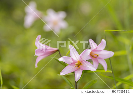 "Hime Sayuri colony" that grows naturally in Kitakata City, Fukushima Prefecture "Hime Sayuri colony" that grows naturally in Kitakata City, Fukushima Prefecture 90758411