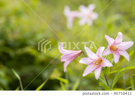 "Hime Sayuri colony" that grows naturally in Kitakata City, Fukushima Prefecture "Hime Sayuri colony" that grows naturally in Kitakata City, Fukushima Prefecture 90758412