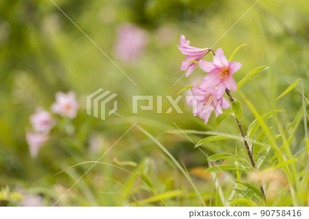 "Hime Sayuri colony" that grows naturally in Kitakata City, Fukushima Prefecture 90758416