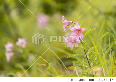 "Hime Sayuri colony" that grows naturally in Kitakata City, Fukushima Prefecture 90758417