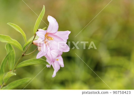"Hime Sayuri colony" that grows naturally in Kitakata City, Fukushima Prefecture "Hime Sayuri colony" that grows naturally in Kitakata City, Fukushima Prefecture 90758423