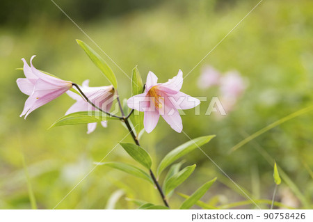"Hime Sayuri colony" that grows naturally in Kitakata City, Fukushima Prefecture "Hime Sayuri colony" that grows naturally in Kitakata City, Fukushima Prefecture 90758426