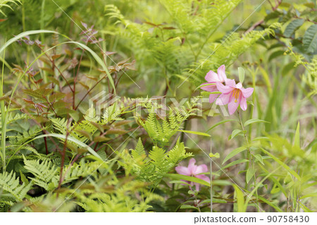 "Hime Sayuri colony" that grows naturally in Kitakata City, Fukushima Prefecture 90758430