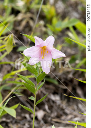 "Hime Sayuri colony" that grows naturally in Kitakata City, Fukushima Prefecture 90758435