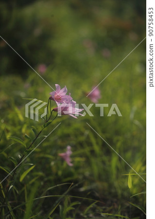 小百合姬 90758453