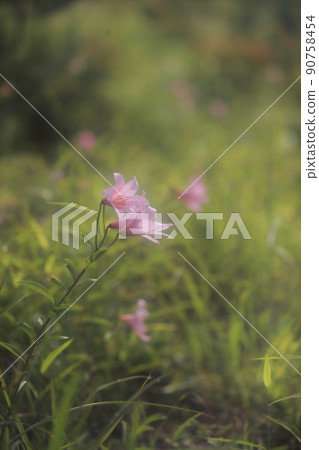 小百合姬 90758454