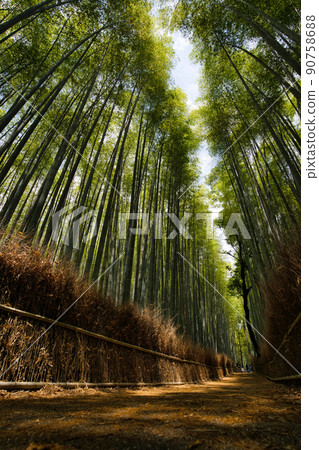 Small diameter of Arashiyama bamboo forest Small diameter of Arashiyama bamboo forest 90758688