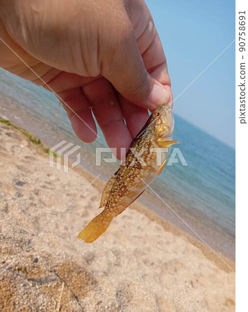 A newborn fat greenling caught on a sandy beach A newborn fat greenling caught on a sandy beach 90758691