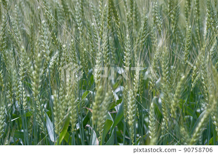 小麥奇觀蒼白 90758706