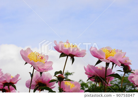 Peony from below Peony from below 90758847