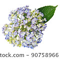 Hydrangea 90758966