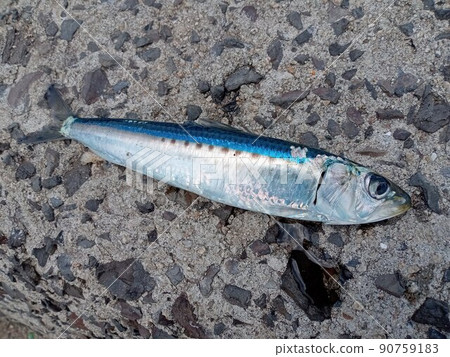 沙丁魚的鱗片幾乎已經脫落，黑點清晰可見。 90759183